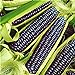 foto Pinkdose Rare Heirloom dolce arcobaleno di mais ibridi piante Buona Confezione 20 pc/pacchetto verdura colorata grano Cereali Semillas Piante Plantas: Viola nuovo bestseller 2024-2023
