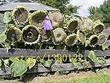 20 pezzi semi di girasole gigante giganti grandi semi di fiori di girasole nero russo semi di girasole per il giardino di casa foto, bestseller 2024-2023 nuovo, miglior prezzo EUR 10,99 recensione