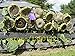 foto 20 pezzi semi di girasole gigante giganti grandi semi di fiori di girasole nero russo semi di girasole per il giardino di casa nuovo bestseller 2024-2023
