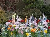 30 varietà e 2500 semi per giardino, parco, giardinaggio, tappeto di fiori foto, bestseller 2024-2023 nuovo, miglior prezzo EUR 18,95 recensione