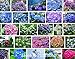 foto 100 / bag semi raro fiore semi Anthurium Andraeanu, balcone in vaso, semi di fiore per il giardino di casa fai da te nuovo bestseller 2024-2023
