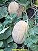 foto 35-40 Fioriere Jumbo semi di melone/melone. Premium USA semi. Heirloom. nuovo bestseller 2024-2023