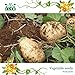 foto Semi patata dolce, semi jicama / yam fagioli, frutta e verdura giardino semi di trasporto 6pcs nuovo bestseller 2024-2023