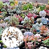 Rosepoem 400 Pz Piante succulente Semi Mix Cactus Lithops Piante ornamentali Semi Piante da giardino foto, bestseller 2024-2023 nuovo, miglior prezzo EUR 8,99 recensione