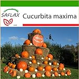 SAFLAX - Zucca gigante - 7 semi - Con substrato - Cucurbita maxima foto, bestseller 2024-2023 nuovo, miglior prezzo EUR 4,45 recensione