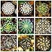 foto Pinkdose 100PCS 12 Tipi Misti Piante Succulente Cactus Piante Piante Bonsai Case vegetali Giardinaggio Vasi di Fiori Balcone Fiori Best-Sellin: Misto nuovo bestseller 2024-2023