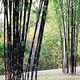Bluelover Piante da Giardino 100Pcs Bambù Nero Semi Cortile Phyllostachys Nigra foto, bestseller 2024-2023 nuovo, miglior prezzo EUR 6,19 recensione