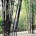 foto Bluelover Piante da Giardino 100Pcs Bambù Nero Semi Cortile Phyllostachys Nigra nuovo bestseller 2024-2023