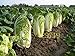 foto 500 semi di cavolo cinese cavolo NO-OGM Semi di ortaggi Bok choi Brassica pekinensis piante per giardino di casa nuovo bestseller 2024-2023