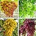 foto , Anziani Cortile Piante, semi delizioso frutto, Gold Finger 100pcs semi d'uva 49% nuovo bestseller 2024-2023