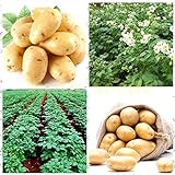 Shoopy Star 200 pz semi di patate bonsai decorazione DELICIOUS semi di ortaggi verdi OMG fai da te pla foto, bestseller 2024-2023 nuovo, miglior prezzo  recensione