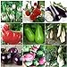 foto Plentree Green Eggplant 30 semi: Heirloom Orto Melanzana semi non OGM Seeds Bianco sopravvivenza organici nuovo bestseller 2024-2023