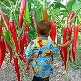 Giant spezie rare peperoncino piccante Red Pepper, 10 semi, verdure calde TS234T commestibili foto, bestseller 2024-2023 nuovo, miglior prezzo EUR 1,29 recensione