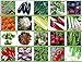 foto PLAT firm-SEMI Viridis Hortus - 20 confezioni dei semi di verdure - pomodoro, sedano, porro, pisello, senape nera Zest, carote, cicoria, Rapa ecc nuovo bestseller 2024-2023