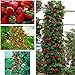 foto gigante rosso scalare fragola Semi di frutta per casa e giardino fai da te rari semi per bonsai - 10pcs / lot nuovo bestseller 2024-2023