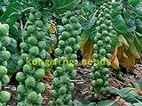 200 semi di cavolo Pak Choi NON OGM Brassica pekinensis Piante semi di verdure per giardino di casa foto, bestseller 2024-2023 nuovo, miglior prezzo EUR 10,99 recensione