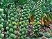 foto 200 semi di cavolo Pak Choi NON OGM Brassica pekinensis Piante semi di verdure per giardino di casa nuovo bestseller 2024-2023