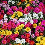 Semi misti di Moss Rose - Portulaca grandiflora foto, bestseller 2024-2023 nuovo, miglior prezzo EUR 2,66 recensione
