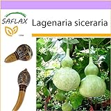 SAFLAX - zucca a bottiglia - 15 semi - Lagenaria siceraria foto, bestseller 2024-2023 nuovo, miglior prezzo EUR 3,75 recensione