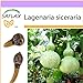foto SAFLAX - zucca a bottiglia - 15 semi - Lagenaria siceraria nuovo bestseller 2024-2023