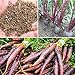 foto Rosepoem 500pcs drago viola carota Semi Heirloom fai da te giardino Semi orticoltura nuovo bestseller 2024-2023