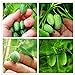 foto 100 PCS rari semi Thumb semi di anguria Bonsai Piante mini anguria Semi per la casa e il giardino non OGM semi commestibili di frutta nuovo bestseller 2024-2023