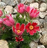 Semi di fiore di Pasqua rossa - Anemone pulsatilla foto, bestseller 2024-2023 nuovo, miglior prezzo EUR 3,44 recensione