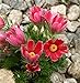 foto Semi di fiore di Pasqua rossa - Anemone pulsatilla nuovo bestseller 2024-2023