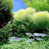 quanjucheer 1000PCS acquario pianta semi misti semi di erba acqua erba subacquea Decor Foreground foto, bestseller 2024-2023 nuovo, miglior prezzo EUR 2,70 recensione