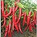 foto 50 pc / sacchetto gigante rossa di peperoncino Spezie piccanti Peperoncino piante Semi Piante giardino di casa nuovo bestseller 2024-2023