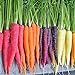 foto 300pcs carota Semi 100% del seme reale Delicious dolce e semi di ortaggi sani carota giardino della casa Impianto misto libero nuovo bestseller 2024-2023