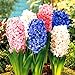 foto 300 pz/borsa semi di Giacinto Perenne semi di fiori rari (non bulbo di giacinto) Holland fiore idroponica per la casa e giardino nuovo bestseller 2024-2023