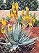foto Pinkdose 30Pcs Rare pianta Gigante del Succulent Cactus Piante commestibili Piante di Bellezza Erbe Piante da Giardino perenne fioritura: 10 nuovo bestseller 2024-2023