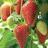 Farmerly Semi di fragola (Fragaria Ananassa) Bright Red Fruit ha un grande sapore 100 semi foto, bestseller 2024-2023 nuovo, miglior prezzo  recensione
