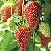 foto Farmerly Semi di fragola (Fragaria Ananassa) Bright Red Fruit ha un grande sapore 100 semi nuovo bestseller 2024-2023