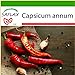 foto SAFLAX - Peperoncino di Cayenna - 20 semi - Con substrato - Capsicum annum nuovo bestseller 2024-2023