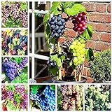 Shoopy Star Multi-Colored: 50 pezzi/bag Miniature Grape Vine Organic seeds arcobaleno semi d'uva Pianta succulenta foto, bestseller 2024-2023 nuovo, miglior prezzo  recensione
