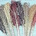 foto Saggina MAIS colori misti 75 SEMI Milo ornamentali Crafts Popcorn Sciroppo nuovo bestseller 2024-2023