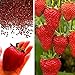 foto Rosepoem Semi di fragola gigante BIG Red Garden Semi bio fragola nuovo bestseller 2024-2023