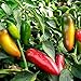 foto Asklepios-seeds® - 15 Semi di chili early jalapeno, Peperoncino JALAPENO EARLY, Capsicum annuum nuovo bestseller 2024-2023