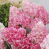 20pcs / semi Beauty Bag Fragola Ortensia fiori per il giardino domestico Seminare foto, bestseller 2024-2023 nuovo, miglior prezzo EUR 1,33 recensione