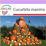 SAFLAX - Zucca gigante - 7 semi - Cucurbita maxima foto, bestseller 2024-2023 nuovo, miglior prezzo EUR 3,75 recensione