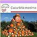 foto SAFLAX - Zucca gigante - 7 semi - Cucurbita maxima nuovo bestseller 2024-2023