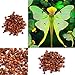 foto Ncient 100 Semi Sementi di Orchidea Phalaenopsis Rare Orchid Flower Seeds Semi di Fiori Rari Pianta Profumati per Orto Giardino Balcone Interni ed Esterni nuovo bestseller 2024-2023