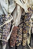 Corn ornamentale, semi di mix di mais ornamentali - Zea mays foto, bestseller 2024-2023 nuovo, miglior prezzo EUR 2,49 recensione
