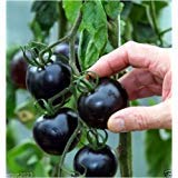 Black tomatoes. kumato tomato - 25 Seeds - Slicing tomato - SPANISH Heirloom Photo, bestseller 2024-2023 new, best price $4.99 ($0.20 / Count) review