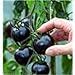 Photo Black tomatoes. kumato tomato - 25 Seeds - Slicing tomato - SPANISH Heirloom new bestseller 2024-2023