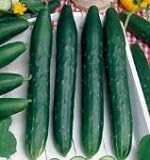 David's Garden Seeds Cucumber Slicing Burpless Early Spring 8253 (Green) 50 Non-GMO, Hybrid Seeds Photo, bestseller 2024-2023 new, best price $4.45 review