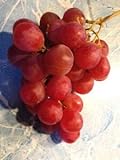 Elwyn 10 Authentic Ruby Roman Grapes Fruit Seeds Photo, bestseller 2024-2023 new, best price $14.99 review