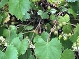 Dichondra 100pcs Muscadine Grape Fruit Seeds Photo, bestseller 2024-2023 new, best price $14.99 ($0.15 / Count) review